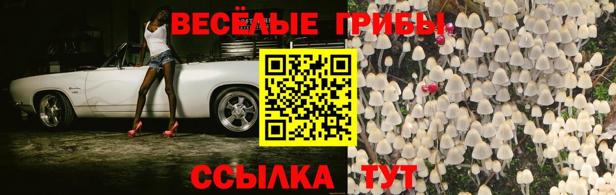 Кизляр  Галлюциногенные грибы Psilocybe  Вход с VPN 